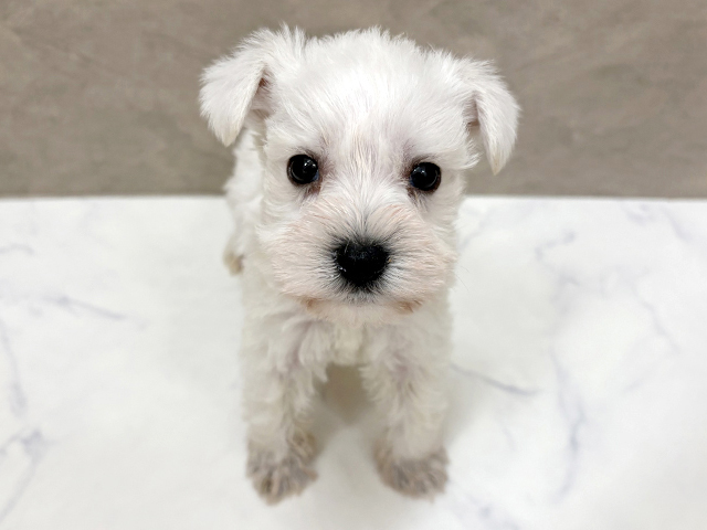 福岡県のミニチュアシュナウザー (ペッツファースト福津店/2026年1月22日生まれ/男の子/ホワイト)の子犬の1枚目の画像