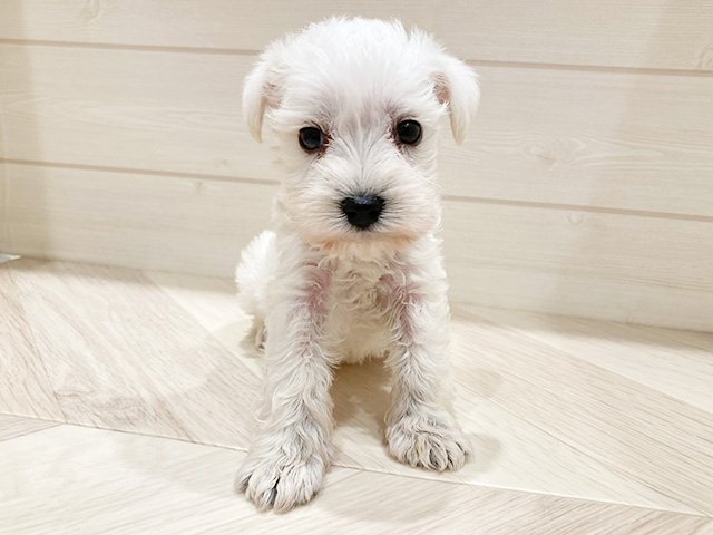 東京都のミニチュアシュナウザー (ペッツファースト豊洲店/2026年1月22日生まれ/女の子/ホワイト)の子犬の1枚目の画像