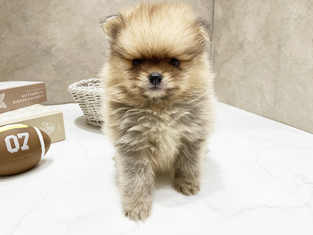東京都のポメラニアン (ペッツファースト晴海店/2026年1月25日生まれ/男の子/オレンジ)の子犬
