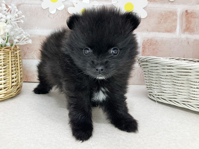東京都のポメラニアン (ペッツファーストお台場店/2026年1月25日生まれ/男の子/ブラック)の子犬の1枚目の画像