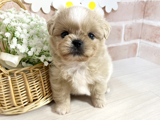 静岡県のマルズー/マルシーズ(マルチーズ×シーズー) (ペッツファースト富士南店/2026年1月26日生まれ/男の子/アプリコット)の子犬の1枚目の画像