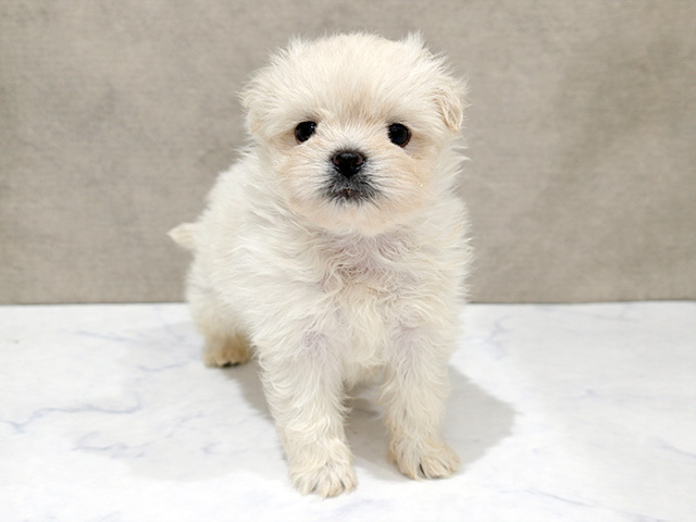 シーズーミックス