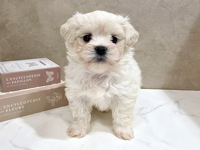 東京都のマルズー/マルシーズ(マルチーズ×シーズー) (ペッツファースト武蔵小山店/2026年1月26日生まれ/男の子/クリーム)の子犬