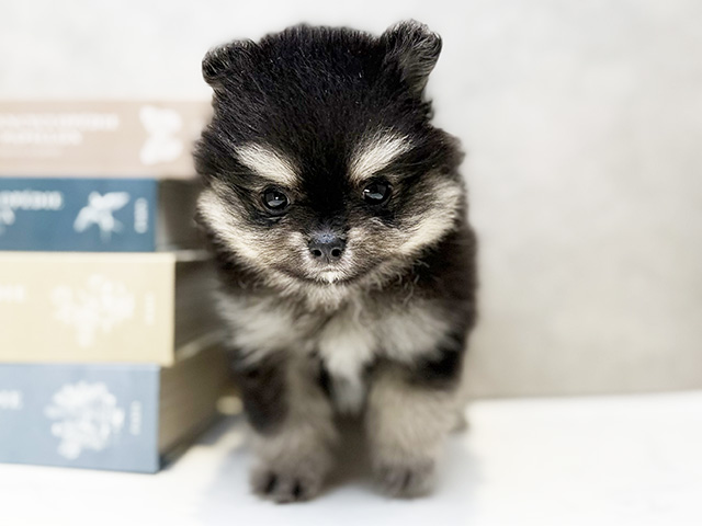 ポメラニアン
