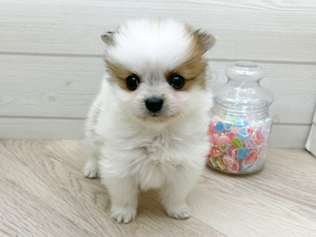 東京都のポメラニアン (ペッツファースト渋谷店/2026年1月25日生まれ/男の子/パーティーカラー)の子犬の1枚目の画像