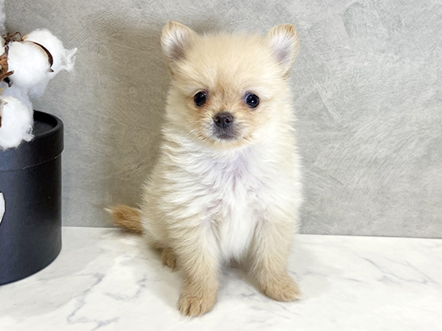 愛知県のポメラニアン (ペッツファースト名古屋栄店/2026年1月25日生まれ/女の子/クリーム)の子犬の1枚目の画像