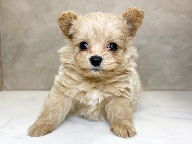 埼玉県のポメプー(ポメラニアン×プードル) (ペッツファーストPETEMOレイクタウンmori店/2026年1月26日生まれ/男の子/アプリコット)の子犬