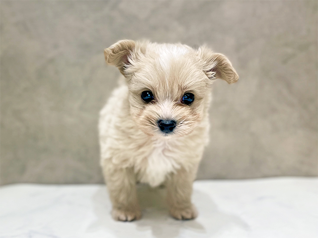 千葉県のポメプー(ポメラニアン×プードル) (ペッツファーストららぽーとTOKYO-BAY店/2026年1月26日生まれ/男の子/アプリコット)の子犬の1枚目の画像