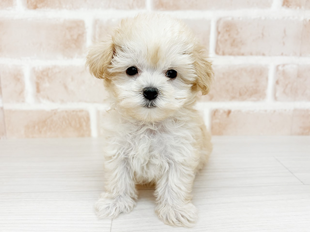 埼玉県のマルプー(マルチーズ×プードル) (ペッツファーストさいたま新都心店/2026年1月26日生まれ/男の子/アプリコット)の子犬の1枚目の画像