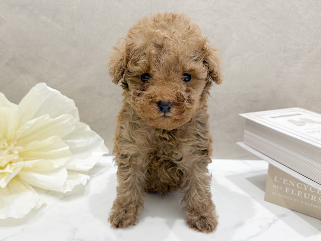 東京都のトイプードル(タイニー) (ペッツファースト代官山店/2026年1月25日生まれ/女の子/レッド)の子犬の1枚目の画像