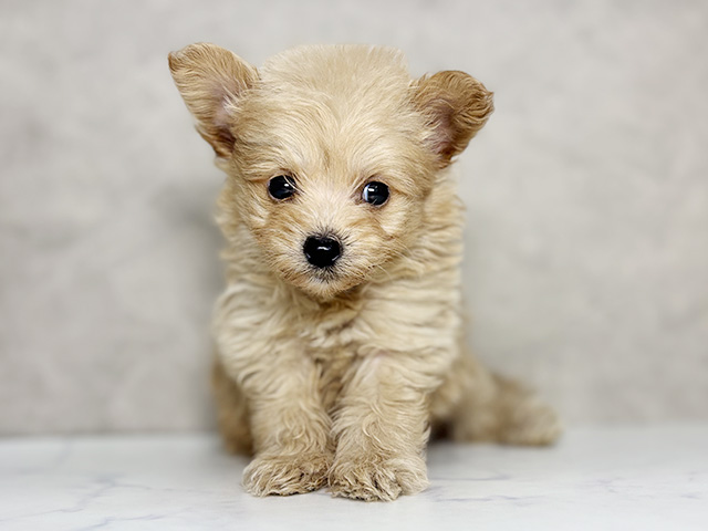 大阪府のポメプー(ポメラニアン×プードル) (ペッツファースト東大阪店/2026年1月24日生まれ/男の子/アプリコット)の子犬