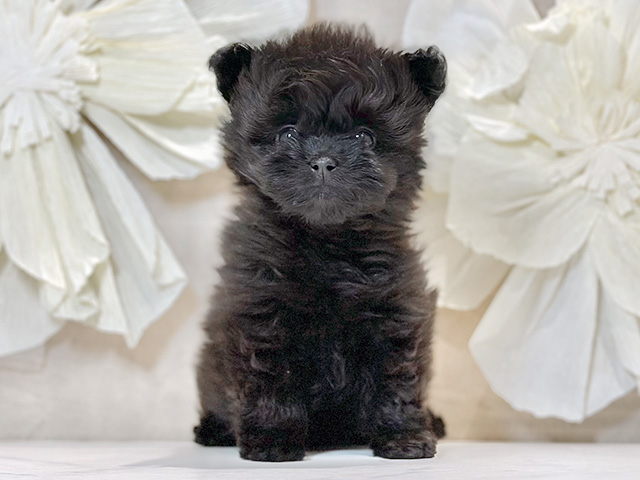 東京都のポメプー(ポメラニアン×プードル) (ペッツファースト原宿店/2026年1月19日生まれ/女の子/ブラック)の子犬の1枚目の画像
