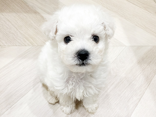 ビションフリーゼ