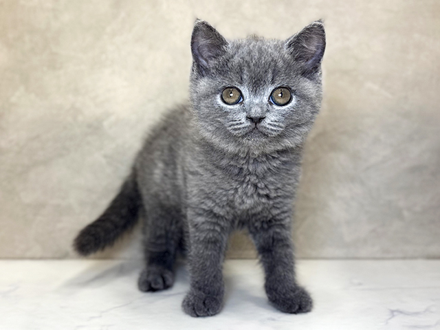 埼玉県のブリティッシュショートヘアー (ペッツファーストPETEMOレイクタウンmori店/2026年1月12日生まれ/女の子/ブルー)の子猫の1枚目の画像
