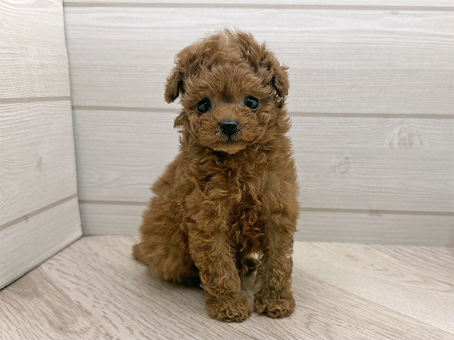 東京都のトイプードル(ティーカップ) (ペッツファースト渋谷店/2026年1月25日生まれ/男の子/レッド)の子犬