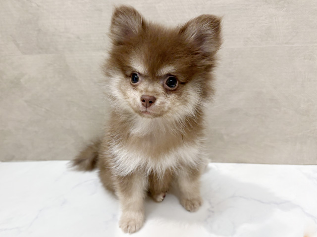 福岡県のポメラニアン (ペッツファースト福津店/2026年1月24日生まれ/女の子/チョコレートタン)の子犬
