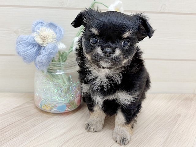 大阪府のチワワ(ロング) (ペッツファーストららぽーと門真店/2026年1月26日生まれ/女の子/ブラックタンホワイト)の子犬の1枚目の画像