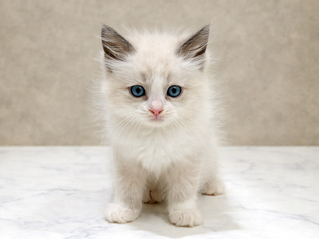東京都のラグドール (ペッツファースト中野店/2026年1月26日生まれ/男の子/ブルーポイントバイカラー)の子猫の1枚目の画像