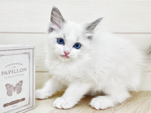 大阪府のラグドール (ペッツファースト寝屋川店/2026年1月26日生まれ/男の子/ブルーポイントバイカラー)の子猫の1枚目の画像