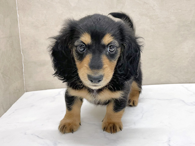 東京都のカニンヘンダックスフンド(ロング) (ペッツファースト八王子多摩美大前店/2026年1月26日生まれ/男の子/ブラックタン)の子犬の1枚目の画像