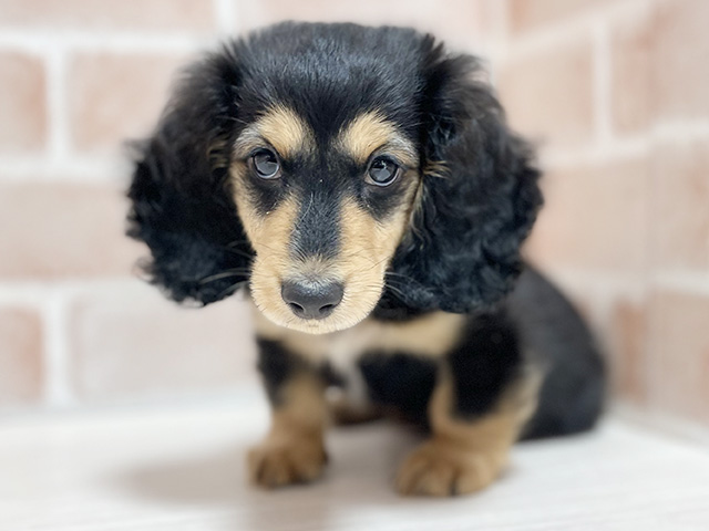 大阪府のカニンヘンダックスフンド(ロング) (ペッツファースト高槻店/2026年1月26日生まれ/男の子/ブラックタン)の子犬の1枚目の画像