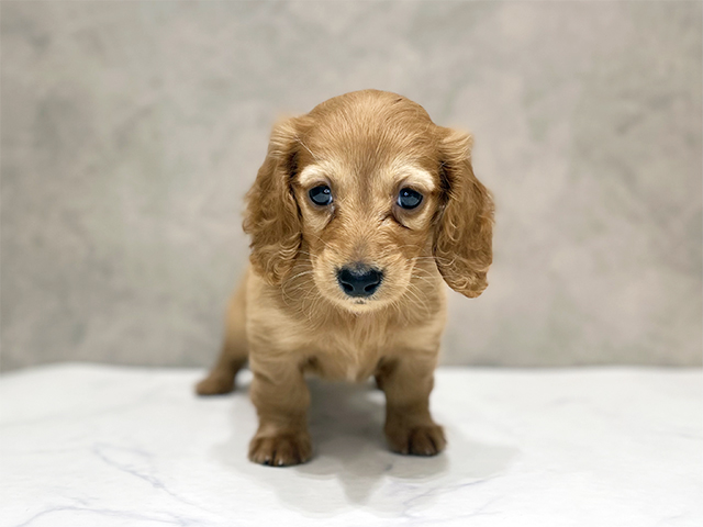 千葉県のカニンヘンダックスフンド(ロング) (ペッツファーストららぽーとTOKYO-BAY店/2026年1月26日生まれ/女の子/ゴールド)の子犬