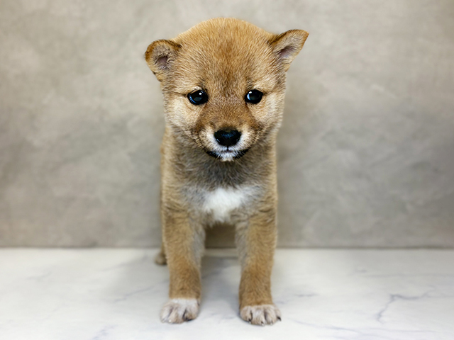 埼玉県の豆柴 (ペッツファーストPETEMOレイクタウンmori店/2026年1月25日生まれ/女の子/赤)の子犬の1枚目の画像