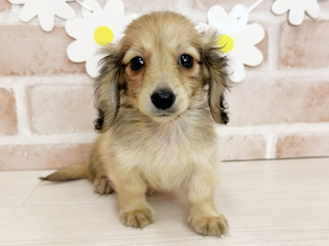 鹿児島県のカニンヘンダックスフンド(ロング) (ペッツファースト鹿児島店/2026年1月26日生まれ/男の子/シェーデットイエロー)の子犬の1枚目の画像