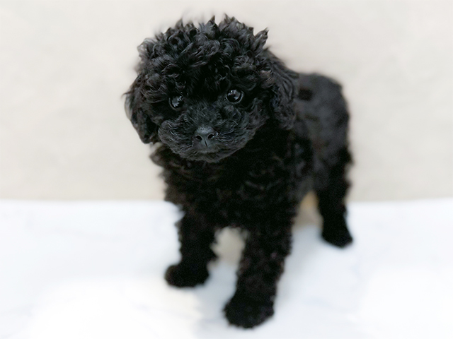 トイプードル