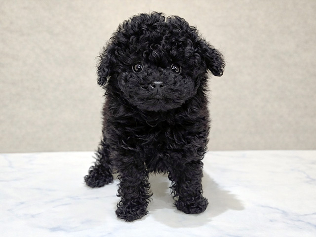 東京都のトイプードル(ティーカップ) (ペッツファースト中野店/2026年1月26日生まれ/女の子/ブラック)の子犬の1枚目の画像