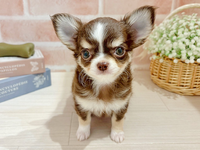 東京都のチワワ(ロング) (ペッツファースト自由が丘店/2026年1月24日生まれ/男の子/チョコレートホワイトタン)の子犬