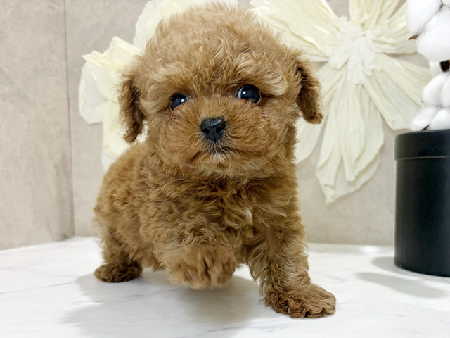 兵庫県のトイプードル(ティーカップ) (ペッツファースト神戸三宮センター街店/2026年1月26日生まれ/女の子/レッド)の子犬の1枚目の画像