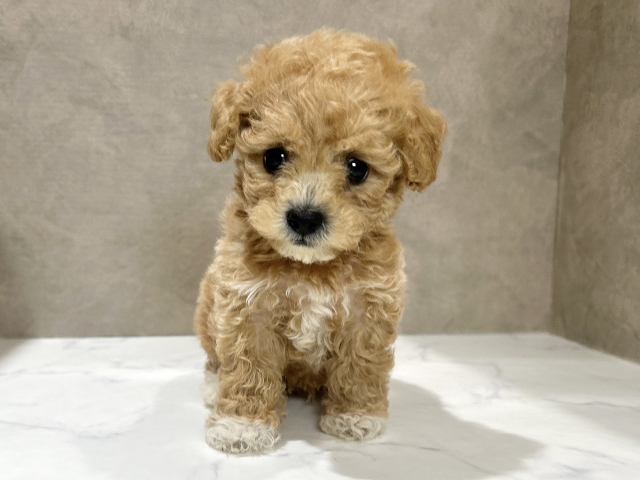 秋田県のビションプー(ビションフリーゼ×プードル) (ペッツファースト秋田店/2026年1月26日生まれ/男の子/アプリコットホワイト)の子犬の1枚目の画像