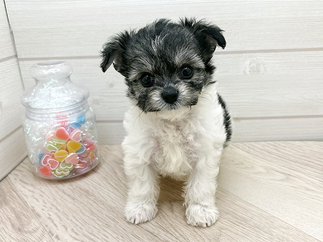 ビションフリーゼミックス