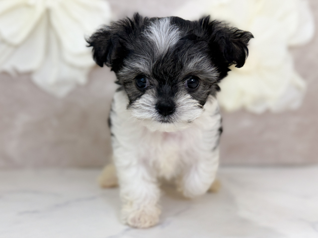 東京都のハーフ犬・ミックス犬 (ペッツファースト下北沢店/2026年1月26日生まれ/男の子/ホワイトブラッククリーム)の子犬の1枚目の画像