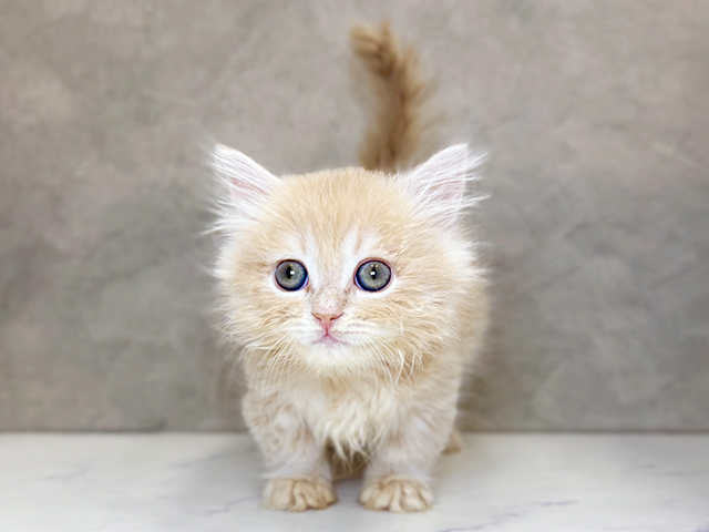埼玉県のミヌエット (ペッツファーストPETEMOレイクタウンmori店/2026年1月26日生まれ/男の子/クリームタビー)の子猫