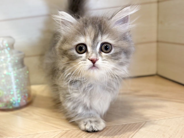 神奈川県のミヌエット (ペッツファースト川崎店/2026年1月26日生まれ/女の子/ブルーパッチドタビー)の子猫の1枚目の画像