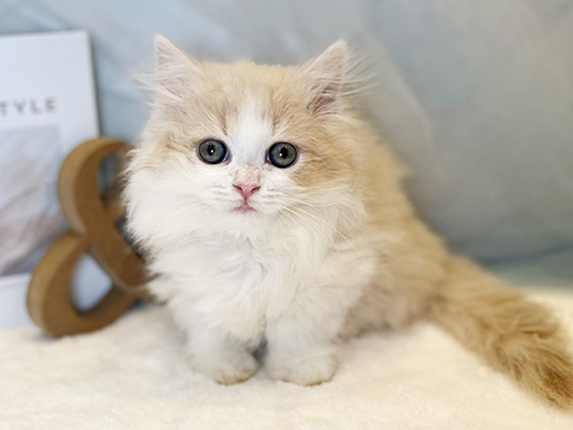 東京都のミヌエット (ペッツファースト青山店/2026年1月25日生まれ/女の子/クリームタビーホワイト)の子猫