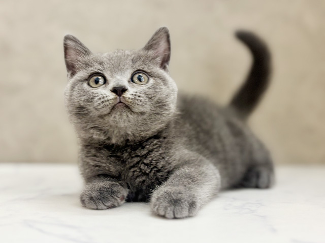 大阪府のブリティッシュショートヘアー (ペッツファースト東大阪店/2026年1月23日生まれ/男の子/ブルー)の子猫の1枚目の画像