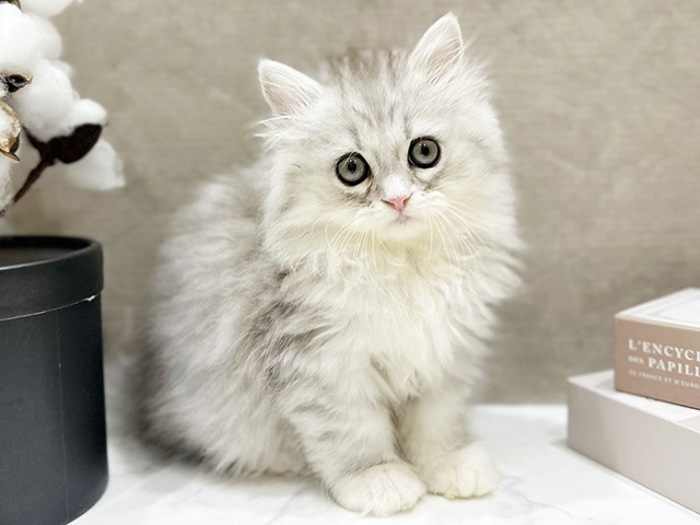 大阪府のラガマフィン (ペッツファースト難波店/2026年1月25日生まれ/男の子/シルバータビーホワイト)の子猫の1枚目の画像