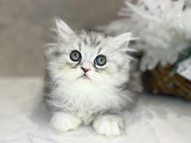 大阪府のラガマフィン (ペッツファースト茶屋町店/2026年1月25日生まれ/男の子/シルバータビーホワイト)の子猫の1枚目の画像