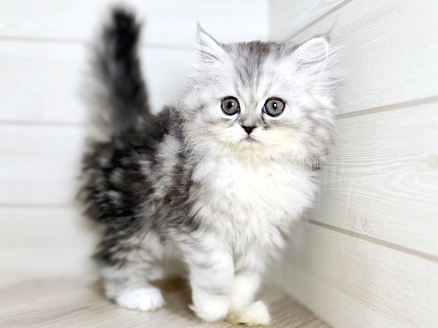 大阪府のラガマフィン (ペッツファースト梅田店/2026年1月25日生まれ/男の子/シルバータビーホワイト)の子猫の1枚目の画像