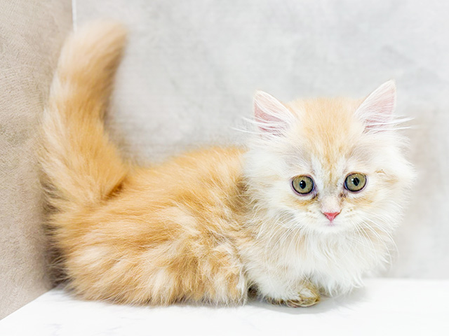 東京都のミヌエット (ペッツファースト原宿店/2026年1月26日生まれ/女の子/カメオタビー)の子猫の1枚目の画像