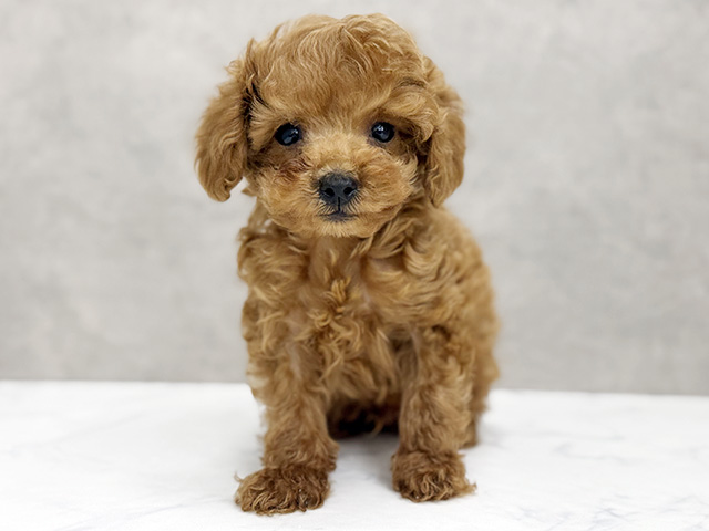 大阪府のトイプードル(タイニー) (ペッツファースト東大阪店/2026年1月24日生まれ/男の子/レッド)の子犬の1枚目の画像