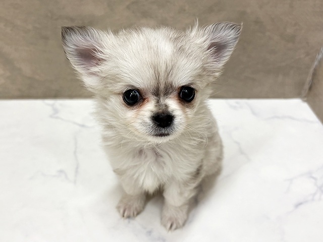 福岡県のチワワ(ロング) (ペッツファースト福津店/2026年1月25日生まれ/男の子/クリームセーブル)の子犬の1枚目の画像