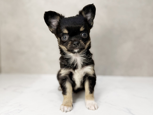 東京都のチワワ(ロング) (ペッツファーストららぽーと立川立飛店/2026年1月26日生まれ/男の子/ブラックタンホワイト)の子犬の1枚目の画像