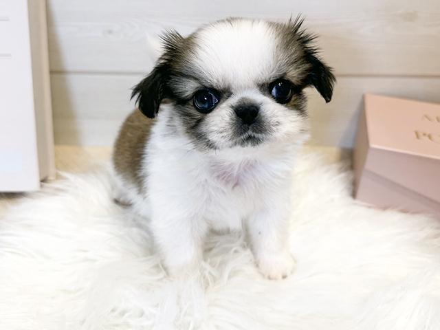 東京都のチワペキ/ペキチー/ペキチワ(チワワ×ペキニーズ) (ペッツファースト麻布十番店/2026年1月26日生まれ/男の子/パーティーカラー)の子犬