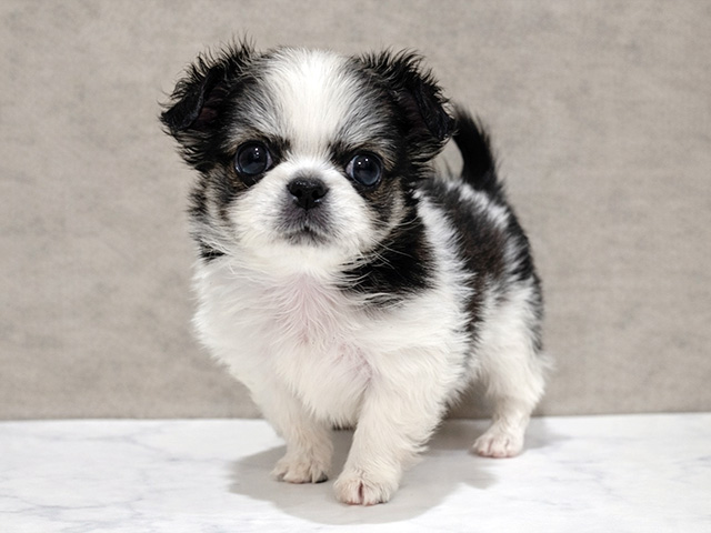 東京都のチワペキ/ペキチー/ペキチワ(チワワ×ペキニーズ) (ペッツファースト中野店/2026年1月26日生まれ/男の子/パーティーカラー)の子犬の1枚目の画像