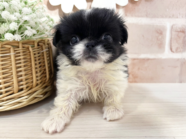 静岡県のチワペキ/ペキチー/ペキチワ(チワワ×ペキニーズ) (ペッツファースト富士南店/2026年1月26日生まれ/男の子/ブラックホワイト)の子犬の1枚目の画像