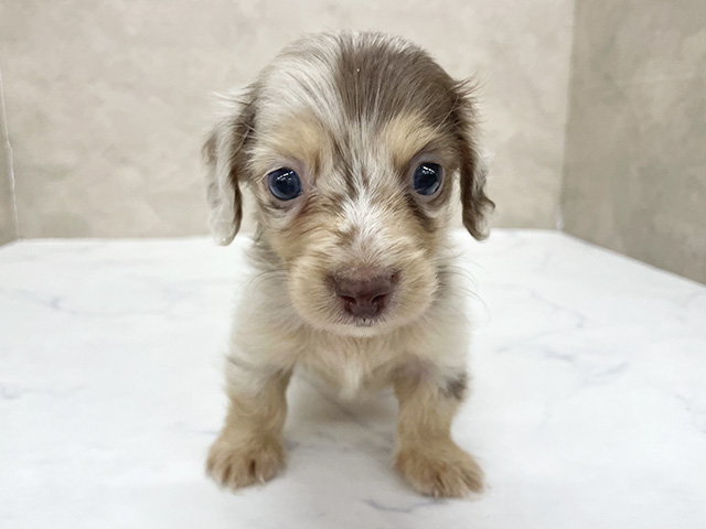 東京都のミニチュアダックスフンド(ロング) (ペッツファースト八王子多摩美大前店/2026年1月25日生まれ/男の子/チョコレートダップル)の子犬の1枚目の画像